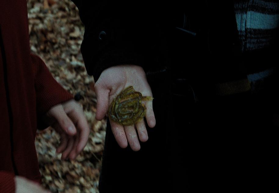 Gillyweed Fact File Image gillyweed_1_1800x1248