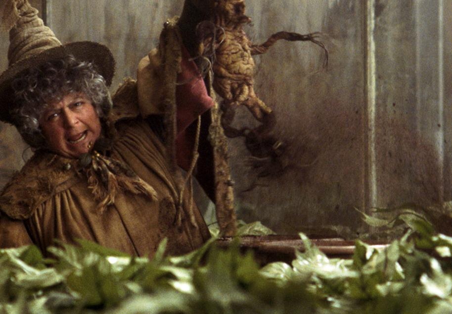 Mandrakes Fact File Image mandrakes_2_1800x1248